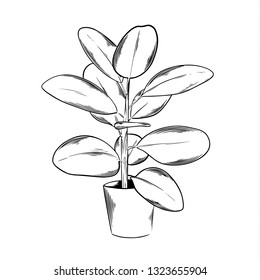 Outline indoor plant. Black and white graphic. Vector illustration