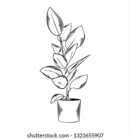 Outline indoor plant. Black and white graphic. Vector illustration