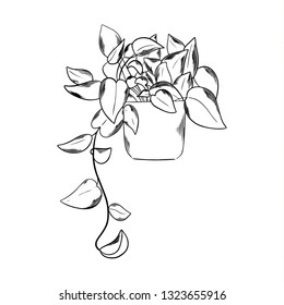 Outline indoor plant. Black and white graphic. Vector illustration