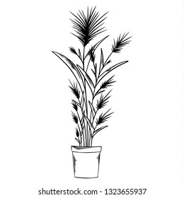 Outline indoor plant. Black and white graphic. Vector illustration