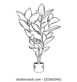 Outline indoor plant. Black and white graphic. Vector illustration