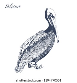 Outline ink drawing of standing pelican. Vector ocean bird illustration.