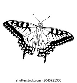 Insektenschmetterling im flachen Stil. Muster zum Färben. Einzige Vektorgrafik auf weißem Hintergrund