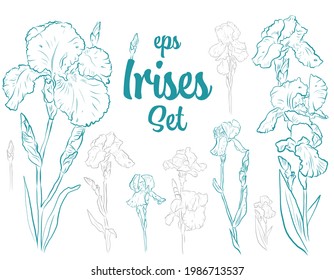 Outline Irises Flowers Set- a collection of vintage vector hand-drawn style flowers. Maybe use for wallpaper, textile or card, wedding design.