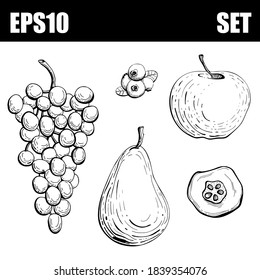 Outline isolated fruit set: apple, grape, pear, blueberry, quince. Vector illustration