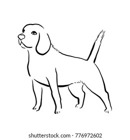 Outline isolated illustration of beagle dog breed