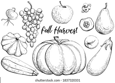 Outline Isolated Vegetables Set: Pumpkin, Squash, Zucchini, Eggplant, Quince, Grape, Apple, Pear, Blueberry, Dog-rose. Vector Illustration