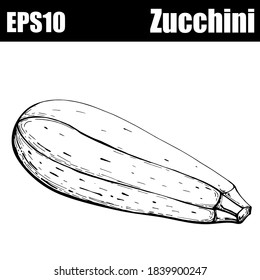 Outline isolated zucchini. Vector illustration