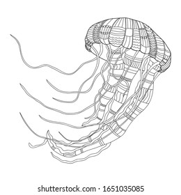 Outline jellyfish on white background. Hand drawn vector sea animal design. Isolated on white. For coloring book page.
