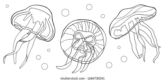 Outline jellyfish set. Hand drawn black and white vector illustration. Medusa with bubbles contours  