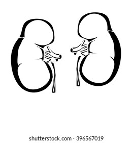 Outline kidneys human internal organs vector image