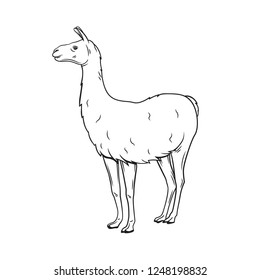 Outline lama icon. Hand drawn vector illustration of guanaco or vicuna. Zoo animal