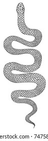 Outline Lampropeltis triangulum vector.Sticker and hand drawn snake for tattoo.snake Reptile illustration.
