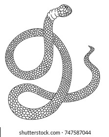 Outline Lampropeltis triangulum vector.Sticker and hand drawn snake for tattoo.snake Reptile illustration.