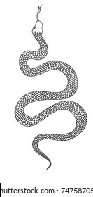 Outline Lampropeltis triangulum vector.Sticker and hand drawn snake for tattoo.snake Reptile illustration.