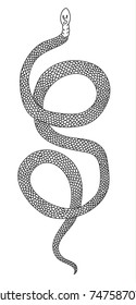 Outline Lampropeltis triangulum vector.Sticker and hand drawn snake for tattoo.snake Reptile illustration.