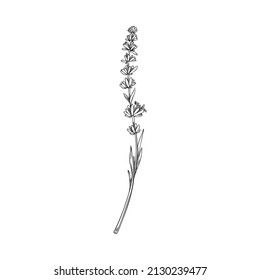 Esquema de la rama de la planta de lavanda en forma de esbozo dibujado a mano, ilustración vectorial aislada en fondo blanco. Doodle floral para elegantes bodas, perfume o diseño de cuidado de la piel natural.