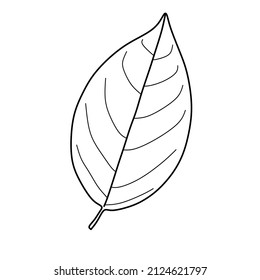 Outline of a leaf with a corresponding leaf bone