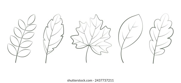 Outline leaves set isolated on white background