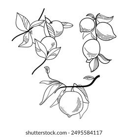 Outline Lemon branch with leaves and fruit vector set. Black line art citrus plant on white background.