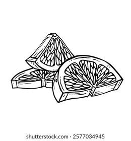 Outline lemon, lime or other citrus fruit slices. Black and white composition of tropical fruit wedges. Cut citron in ink line graphics for design of menu, packaging, label. Sketch in engraving style