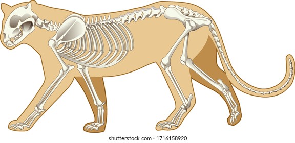 Outline of leopard and the skeleton on white background illustration