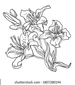 Outline Lily Flowers Isolated On White. Vector Freehand Fast Sketch. Black And White Hand Drawn Floral Element For Greeting Card, Invitation Of Wedding, Birthday, Valentines Day, Mother's Day.