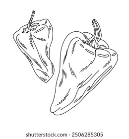 outline line art doodle peppers, isolated drawing for packaging, printing and decoration