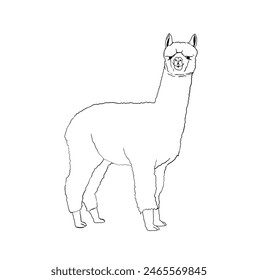 Outline line art illustration of an alpaca in black