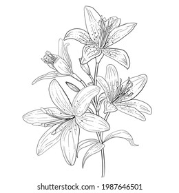 Outline linear art of blooming lily. Hand drawn lilies flower isolated Vector illustration.