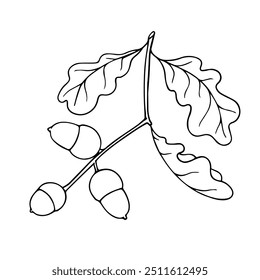 Outline, linear sketch of oak branch with acorns. Decorative botanical elements. Vector graphics.