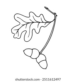 Outline, linear sketch of oak branch with acorns. Decorative botanical elements. Vector graphics.