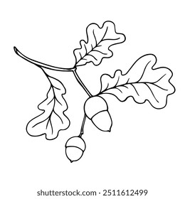 Outline, linear sketch of oak branch with acorns. Decorative botanical elements. Vector graphics.