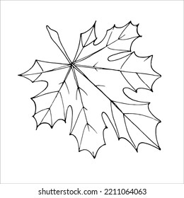 Outline maple leaf  for product design
