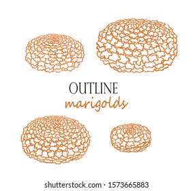 Outline marigolds, quarter view. Traditional flowers. Isolated vector objects on white backrground