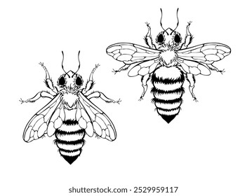 Outline, monochrome, black, artistic drawing of two fluffy, sweet, honey bees. Outline bee.