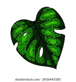 outline monstera leaf hand drawn. leaves palm, silhouette line, vector texture outline monstera leaf vector sketch. isolated color illustration