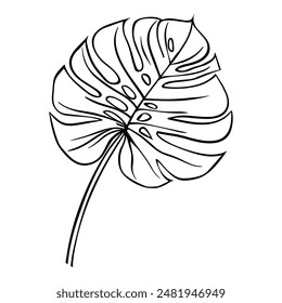 Outline monstera leaf. Hand drawn sketch black and white tropical plants vector illustration. Palm leaf line art. Engraved style.