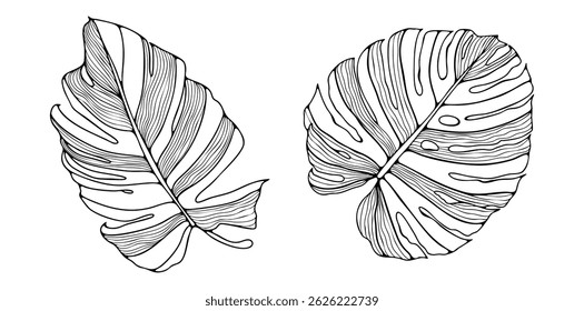 Contorno de folhas de monstros de diferentes espécies isoladas sobre fundo branco. folhas tropicais para publicações em livros ou livros de colorir