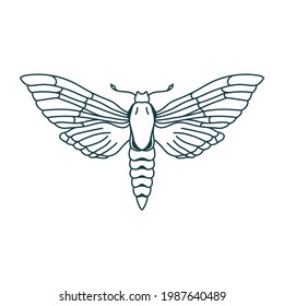 Outline moth drawing. Isolated butterfly icon. Contour insect template. Magician linear template. Vector illustration  