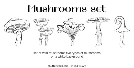 Outline mushrooms set. Poisonous and edible mushroom, chanterelle, cep, amanita and truffle. Autumn forest fungi. Food plant, botanical design elements. Vector flat illustration isolated on background