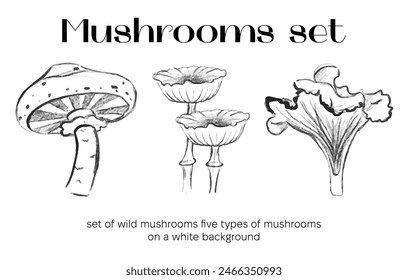 Outline mushrooms set. Poisonous and edible mushroom, chanterelle, cep, amanita and truffle. Autumn forest fungi. Food plant, botanical design elements. Vector flat illustration isolated on background