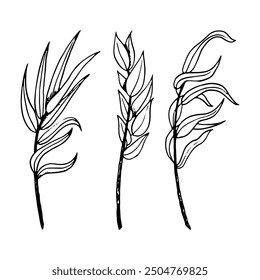 Outline myrtle and willow branches black and white vector Illustration set. Elegant twigs ink sketch and symbolic plants for Jewish Sukkot holiday species