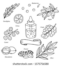 Outline natural products collection. Hand drawn vector organic oil set. Natural ingredients for health care, eco oil products.