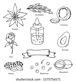 Outline natural products for health and beauty care. Hand drawn vector organic oil set. Natural ingredients for eco oil products.