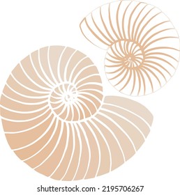 Outline of a nautilus shell. Hand drawn section of a nautilus shell. Vector illustration. For the web and print. svg