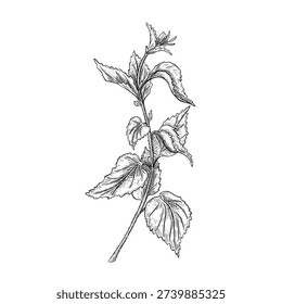 Outline of a nettle plant branch vector illustration. Herbal medicine botanical drawing for natural designs apothecary. Stinging plant black white sketch art. Urticaria dioica graphic linear.