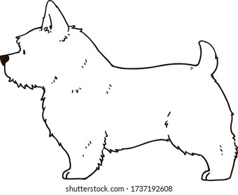 Outline of Norwich Terrier dog standing transparent background