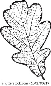 The outline of an oak leaf, skeleton leaves, black and white graphics for diaries of a naturalist