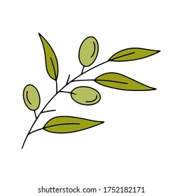 Outline olive branch icon isolated. Doodle kids hand drawing art line. Italy country symbol. Big olive branch with fruits. Food vector illustration. EPS 10